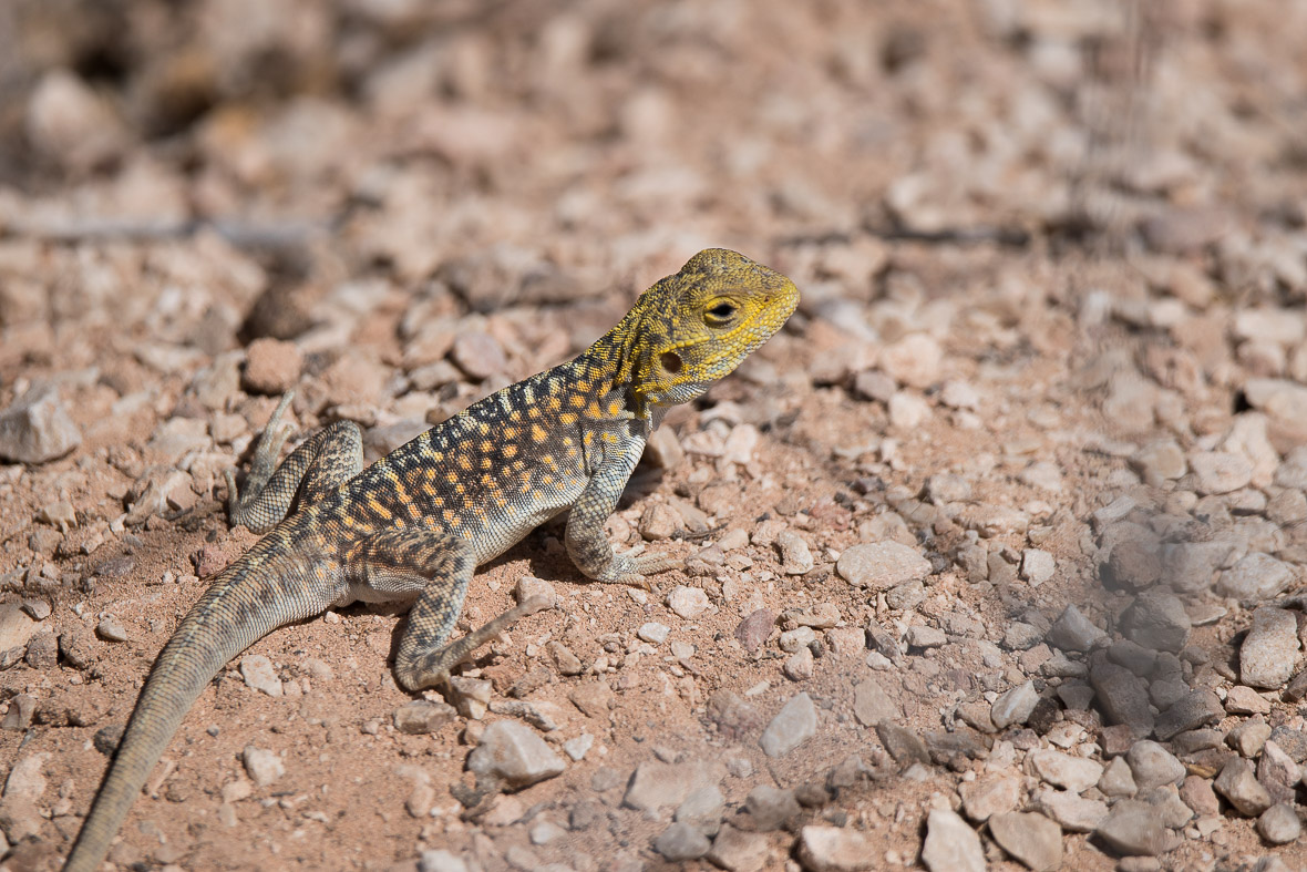 lizard-head-of-bight