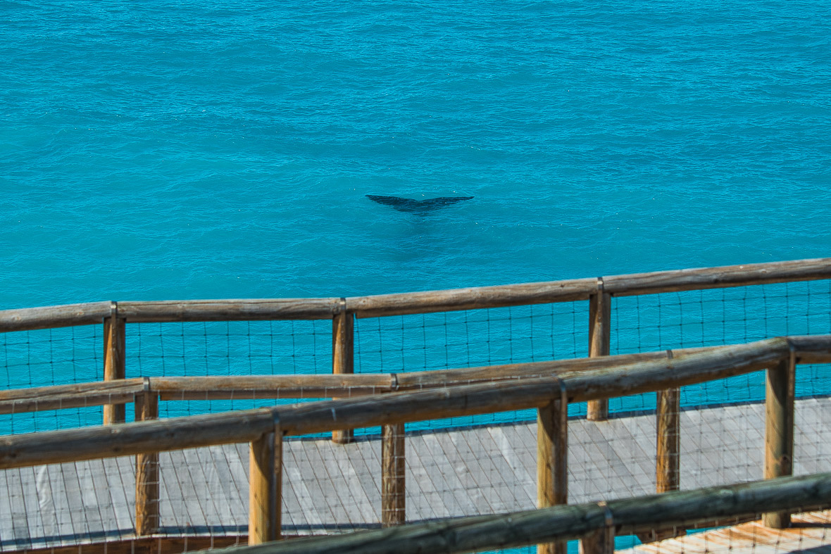 southern-right-whale-bight-1