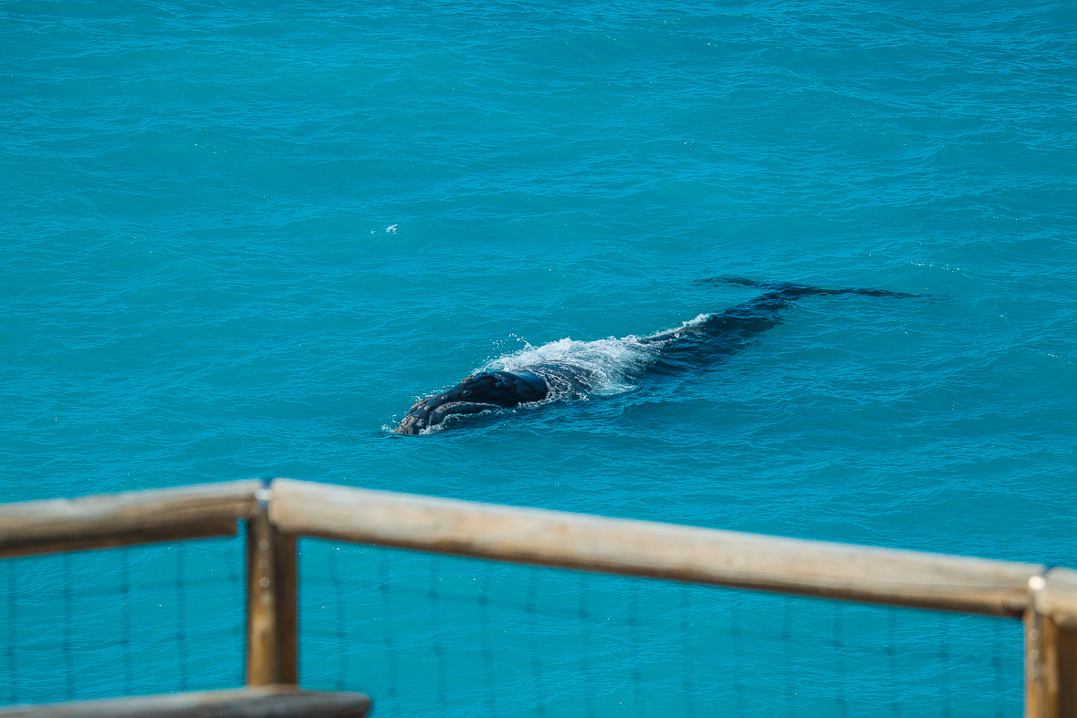 southern-right-whale-bight-2