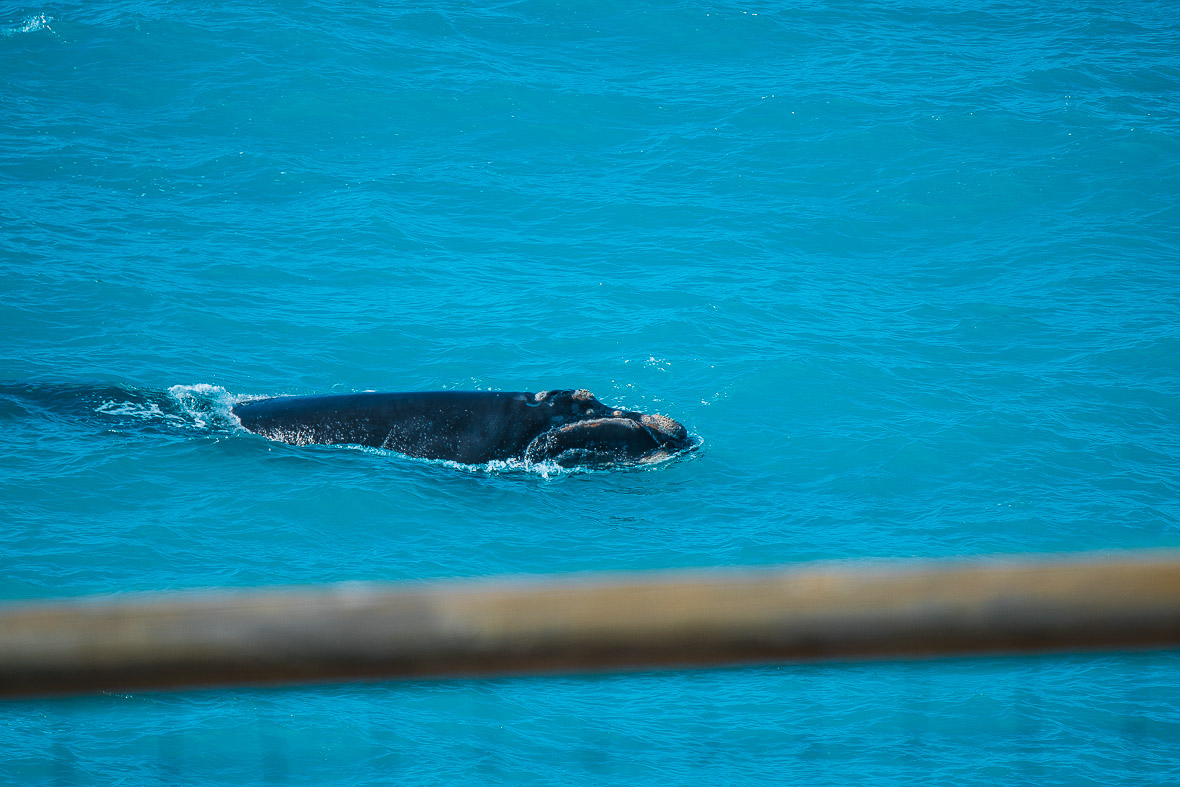 southern-right-whale-bight-3