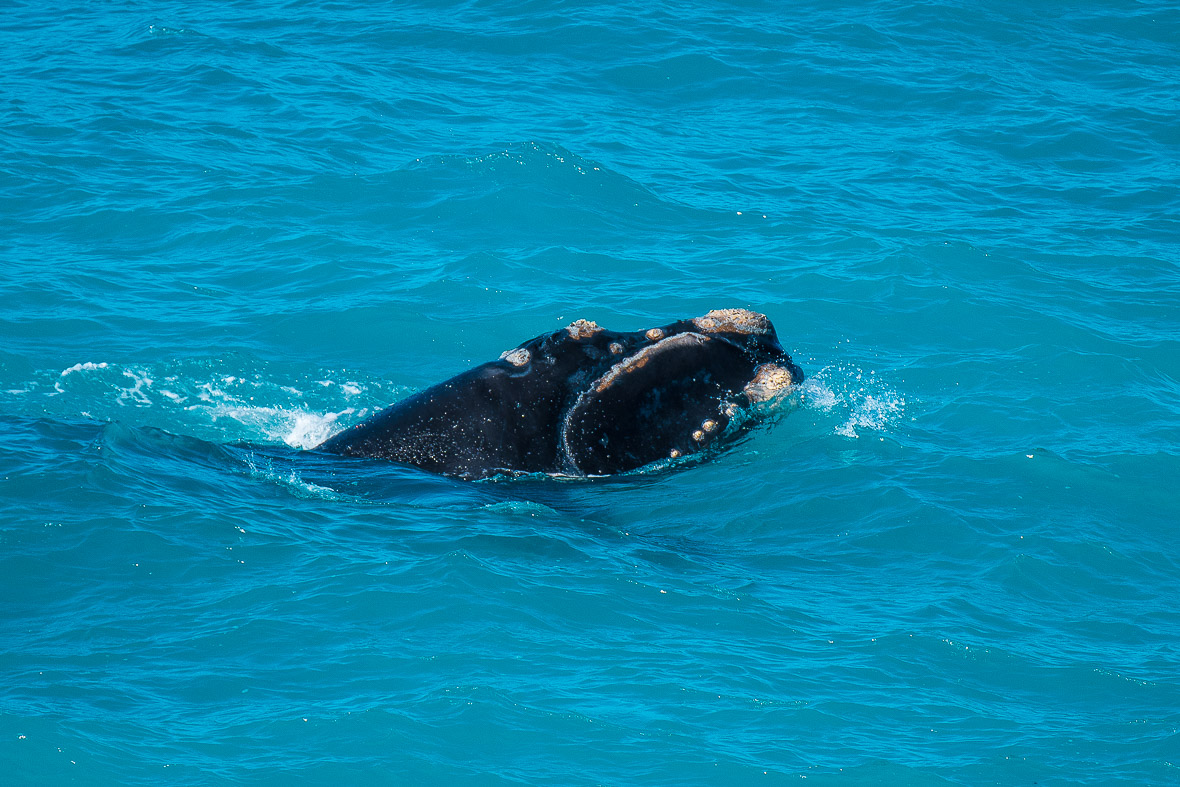 southern-right-whale-bight-4