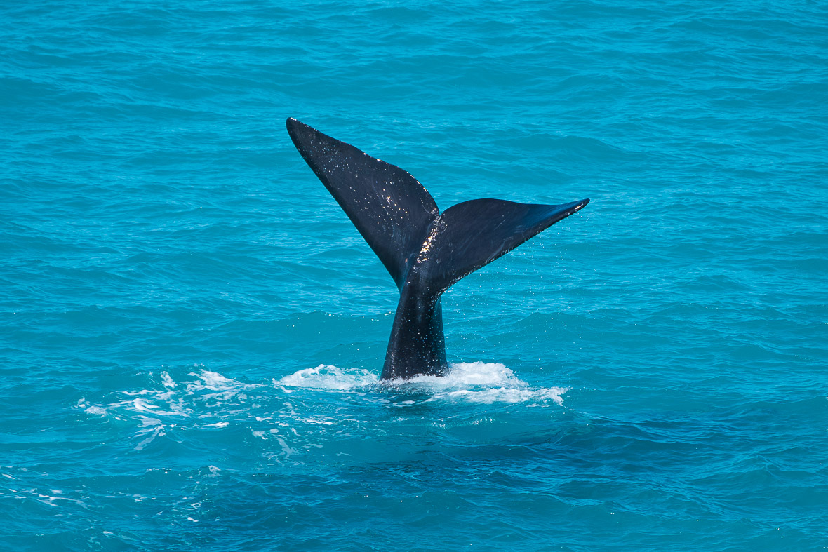 southern-right-whale-bight-6