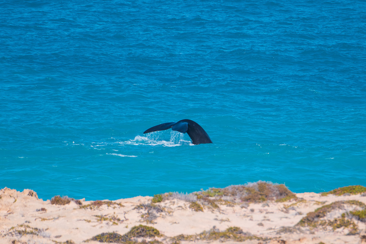 southern-right-whale-bight-7