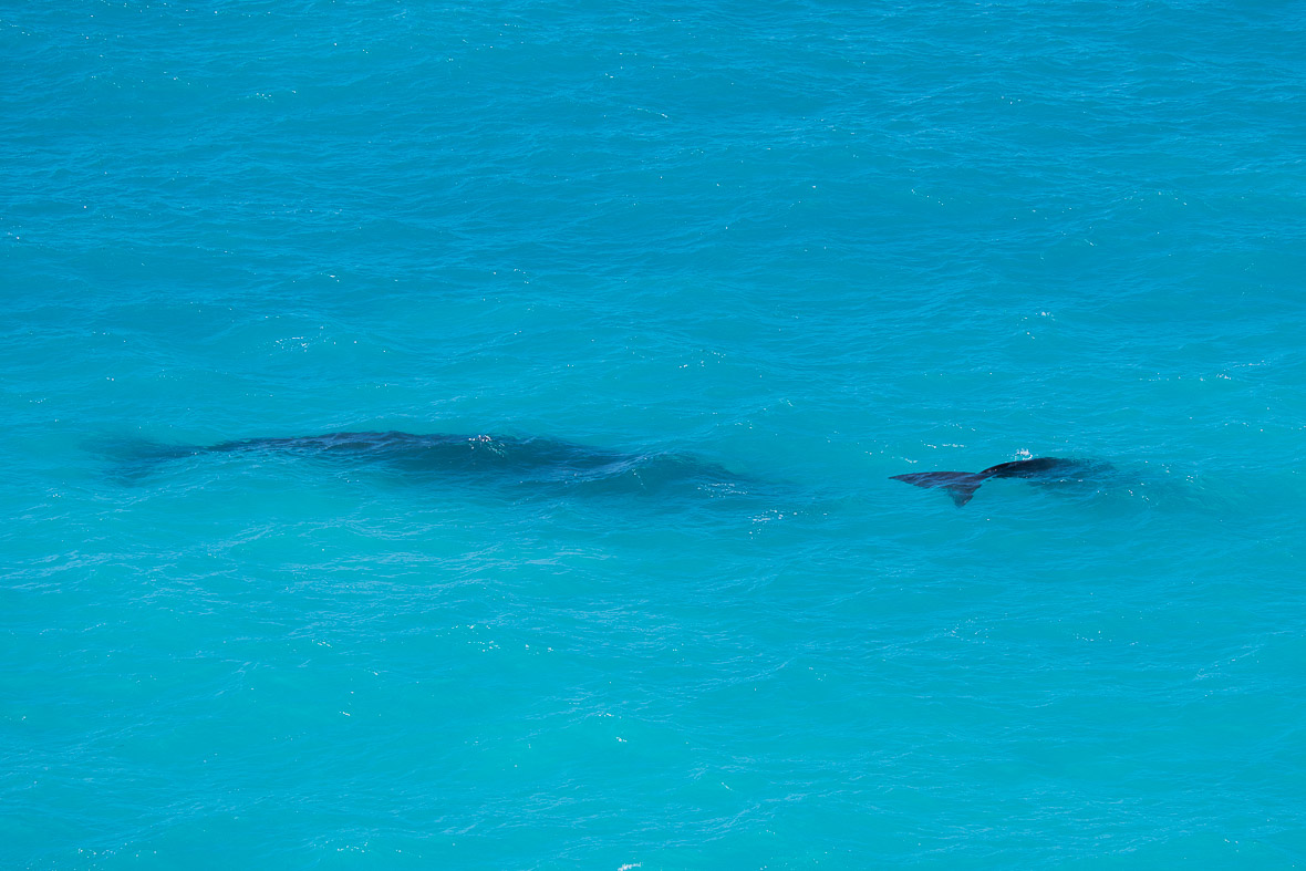 southern-right-whale-bight-8