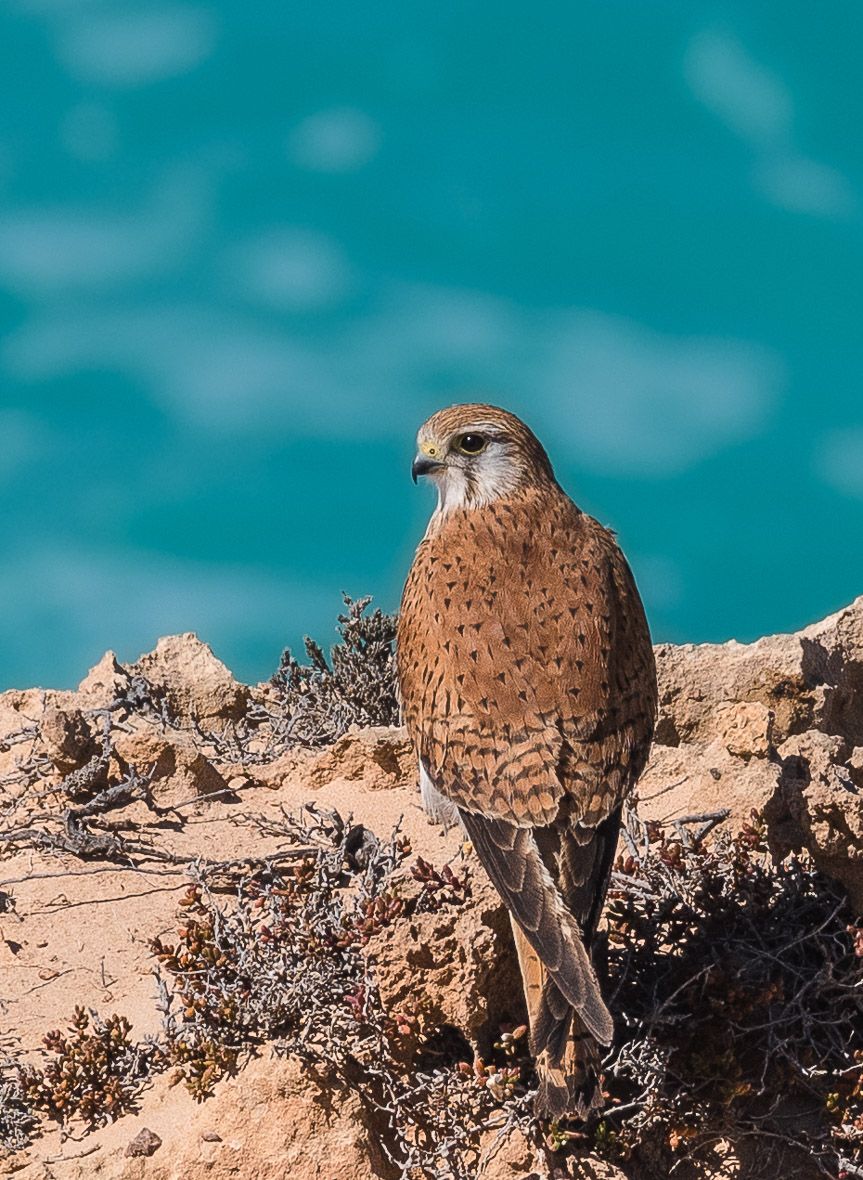 nankeen-kestrel-2